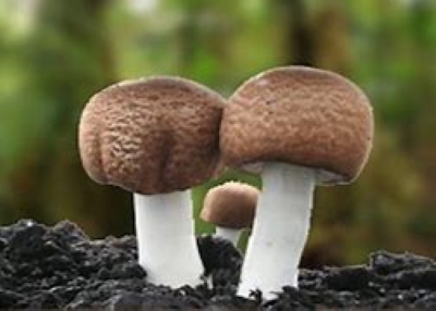 mushrooms product nature